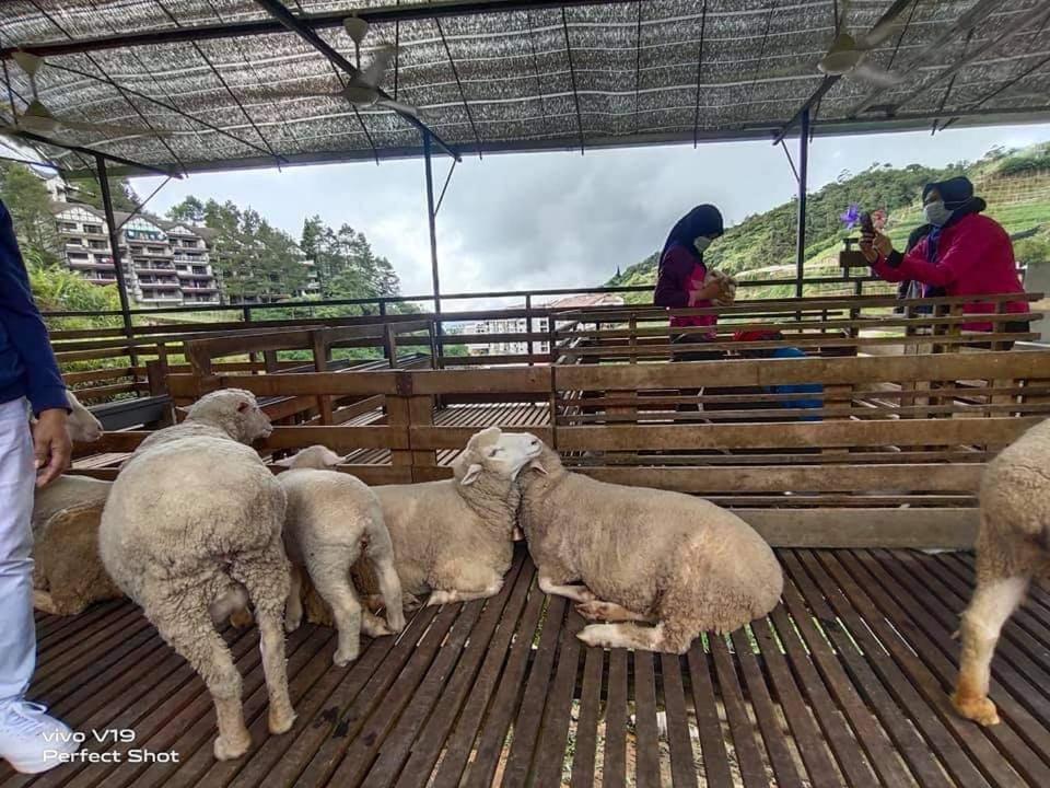 Muslim Homstay@Crown Imperial Court Cameron Highlands Eksteriør bilde